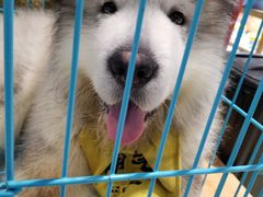 -龟与熊猫宠物公园(南坪店)