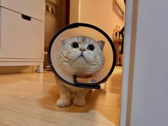 -爱侣宠医·鹦鹉专科·小型哺乳类·异宠专科(灵石路店)