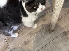 -海边的猫和咖啡馆
