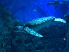 -芜湖新华联大白鲸海洋公园