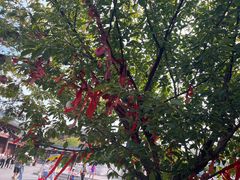 -祥源·阜阳生态乐园