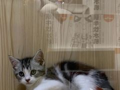-屋虎猫馆(宝安大仟里店)