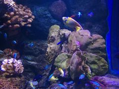 -暹罗海洋世界