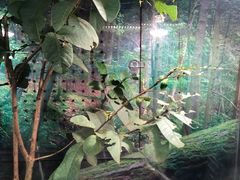 景点-上海大自然野生昆虫馆