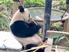 -广州长隆野生动物世界