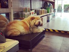 -PETKIT小佩宠物(古北店)