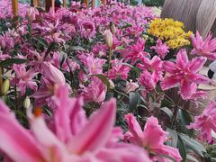 -郑州中国绿化博览园