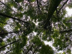 -武陵山森林公园