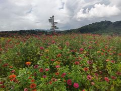 -勐巴拉云顶餐厅