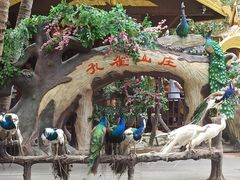 -西双版纳原始森林公园