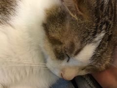 -万小咖.猫咖(中山路天虹店)