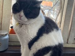 -海边的猫和咖啡馆