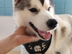 -Husky Go! 哈士奇体验馆·宠物咖啡厅狗咖