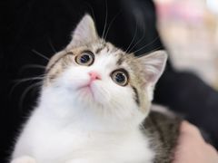 -momokira米努特·德文卷毛猫·棉花面纱犬
