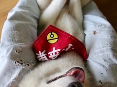 -Husky Go! 哈士奇体验馆·宠物咖啡厅狗咖