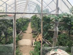 -马陆小张葡萄园农家乐