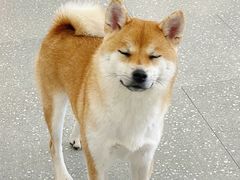 -Let's go狗咖·猫咖·奶狗·桌游(春熙路IFS店)