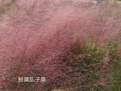 -王借岗森林公园