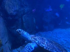 -太平洋海底世界