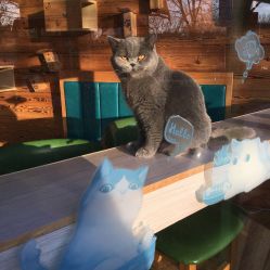 -萌宠亲子动物乐园(槐房万达店)