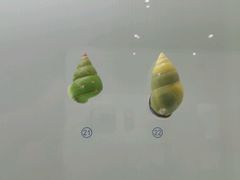 -青岛贝壳博物馆