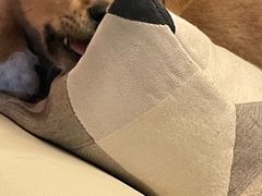 -汪喵宠物医院·骨科心脏影像·犬猫急重症ICU诊疗中心(成华分院)