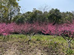 -上海海湾国家森林公园