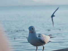 -深圳湾公园(南山区)