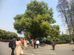 -武汉大学-樱园