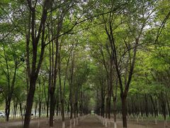 -呀路古热带植物园