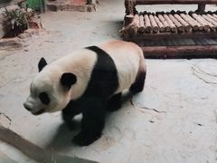 -灵玲国际马戏城