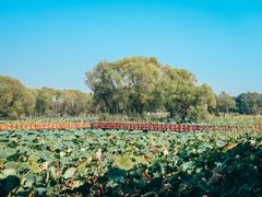 -洪湖生态旅游区