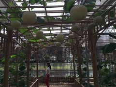 -上海都市菜园