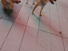 -麦当劳(顾村公园店)