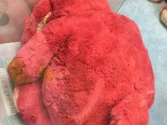 -小象猛犸(炫地购物中心店)