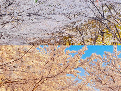 -高东镇樱花园