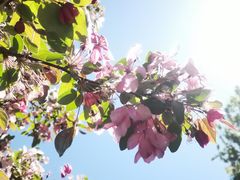 -海棠花溪(元大都城垣遗址公园)