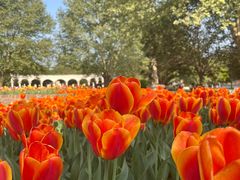 -洛阳郁金香牡丹园