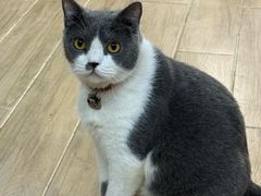 -李小姐の猫咖啡馆(五角场店)