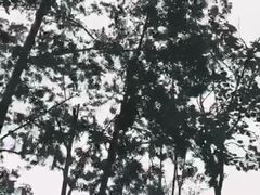 -都江堰中华大熊猫苑