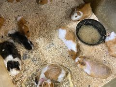 -上海大自然野生昆虫馆(东方明珠·爬宠昆虫探索中心)