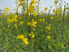 -汉长安城未央宫国家考古遗址公园