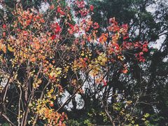 -金鸡山公园