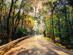 -青龙山国家森林公园