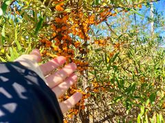 -塞罕坝国家级自然保护区