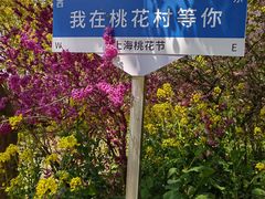 -南汇桃花村