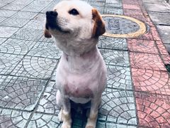 -御宝贝·A梦猫科宠物医院(国际猫友好医院)