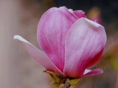 -大觉寺-停车场