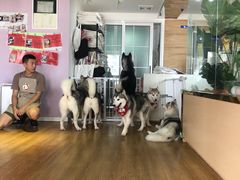 -Husky Go! 哈士奇体验馆·宠物咖啡厅狗咖