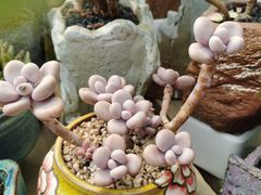 -桂林市花鸟市场